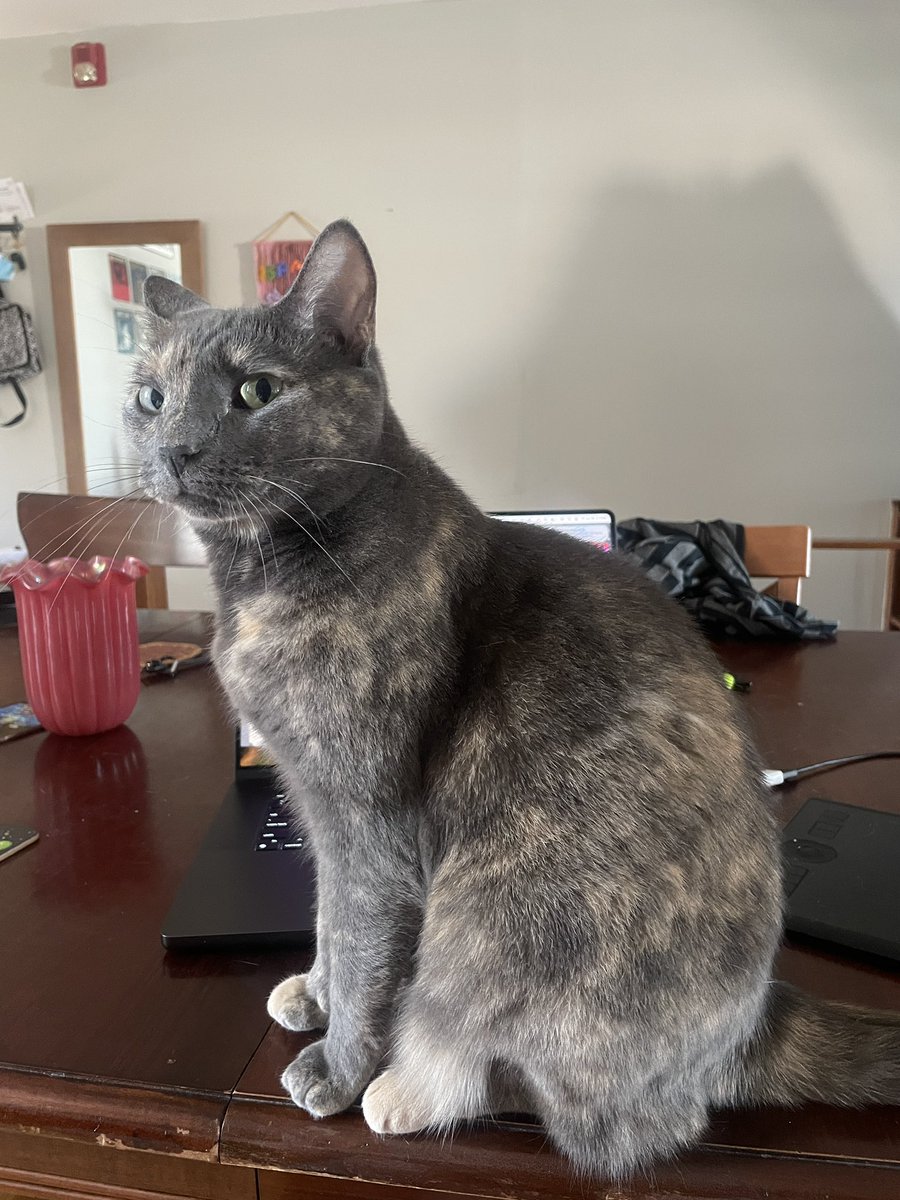 AwksMelissa's tweet photo. standoff between me and my cat (she wants an early dinner and I want to do my job) https://t.co/dl8goJU1mx