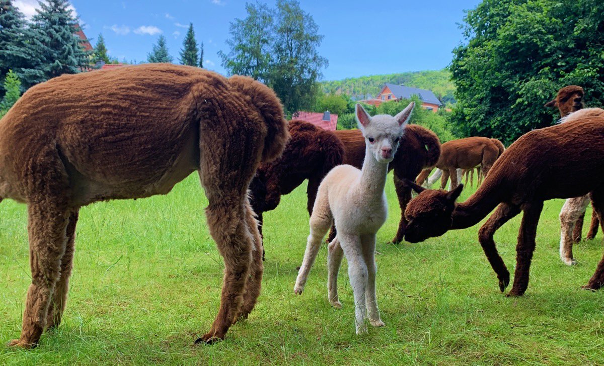 GirlFromM4rs's tweet photo. Heute waren wir mit flauschigen #Alpakas unterwegs. 🦙 https://t.co/xjPrE9tQwd https://t.co/RGgpvE3irA
