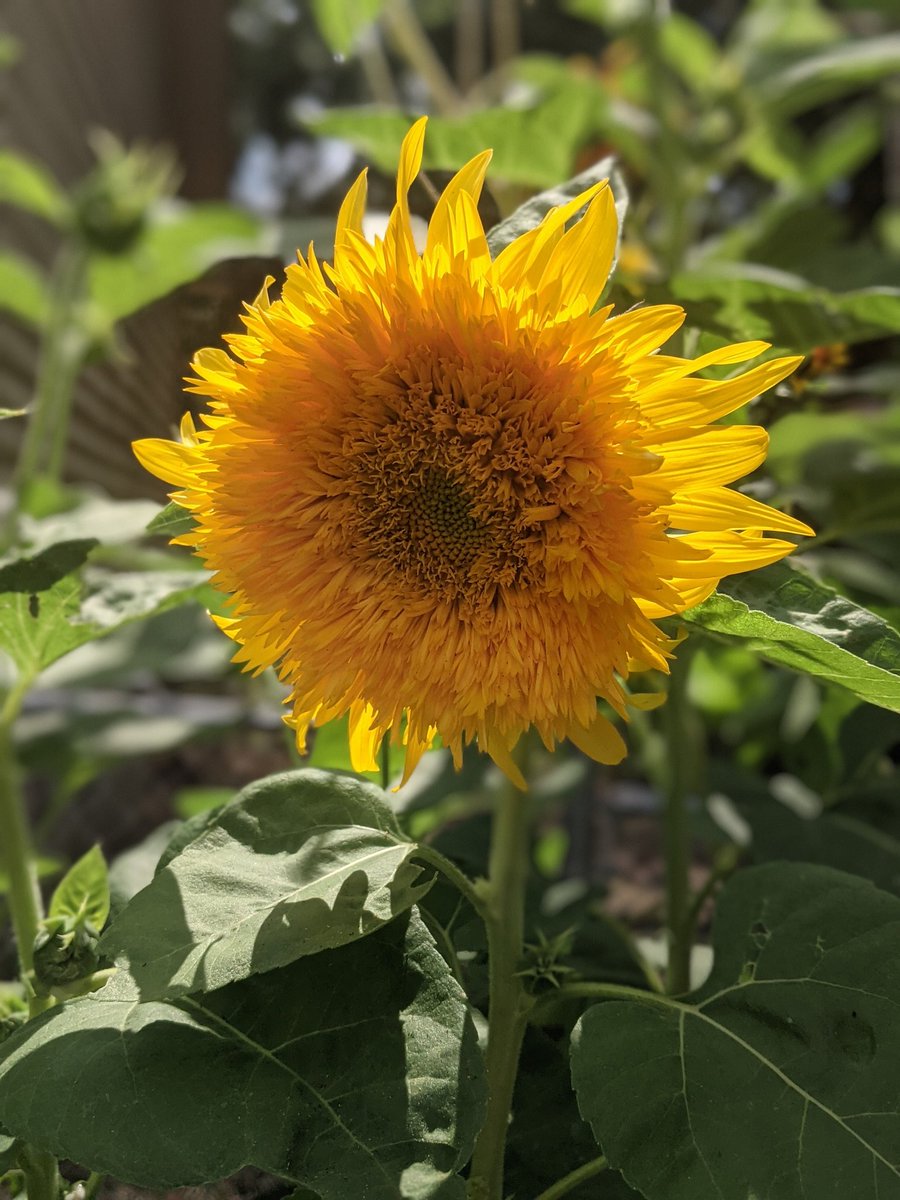 Dandystead's tweet photo. Truly one of the happiest parts of my garden ✨🌻 https://t.co/UJJxNc6VwZ