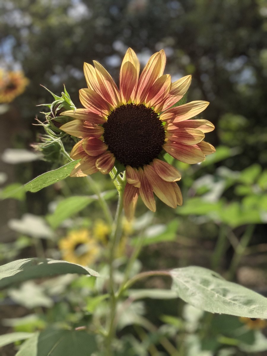 Dandystead's tweet photo. Truly one of the happiest parts of my garden ✨🌻 https://t.co/UJJxNc6VwZ