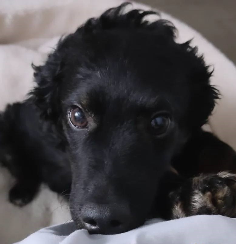 eltuitdemarsh's tweet photo. Rulito, de 7 meses, fue rescatado de entre los escombros de una toma en Cerro Navia. Es muy tierno, le encantan las caricias. Hace sus necesidades en sabanilla. Se entrega desparasitado, vacunado y con chip. Si deseas adoptarlo, búscalo en @fundacionvyra. Favor RT! 
#Santiago https://t.co/hrfaukbNeW