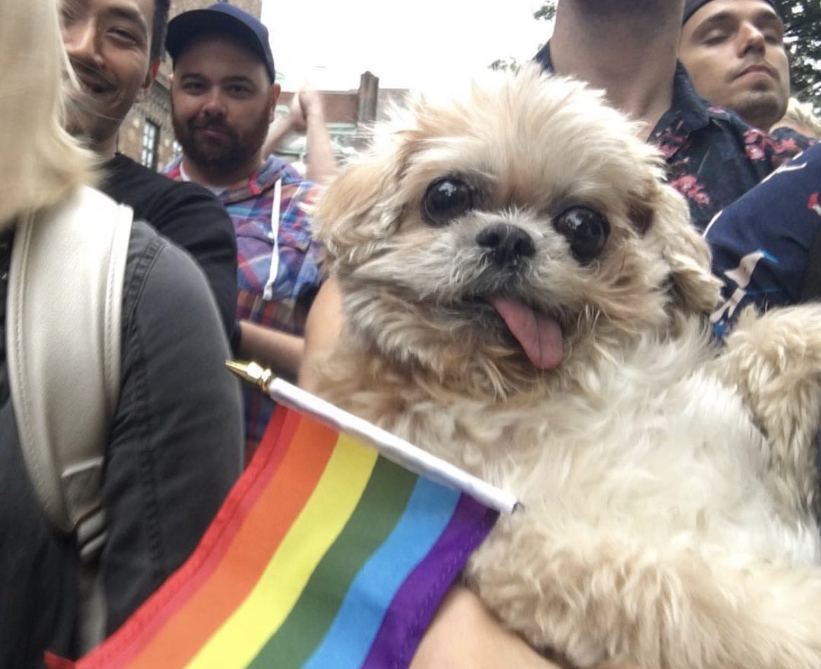 MarnieTheDog's tweet photo. Happy pride month! No pride in Genocide! https://t.co/xGc4fMgSYq