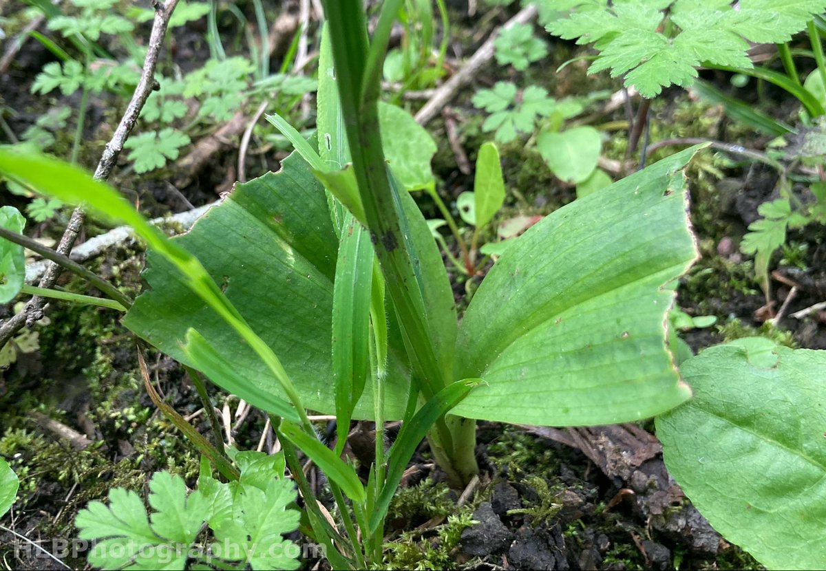 Hannah Baker tweet media