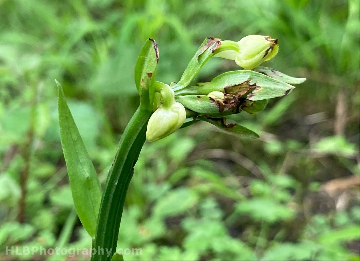 Hannah Baker tweet media