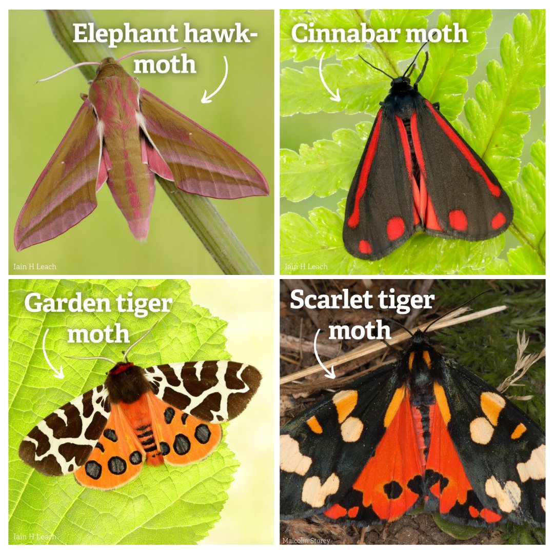 Not a butterfly! Here are some STUNNING moths often easily mistaken for butterflies. 😍
Find more you might have spotted! 👇
wildlifetrusts.org/identify-moths