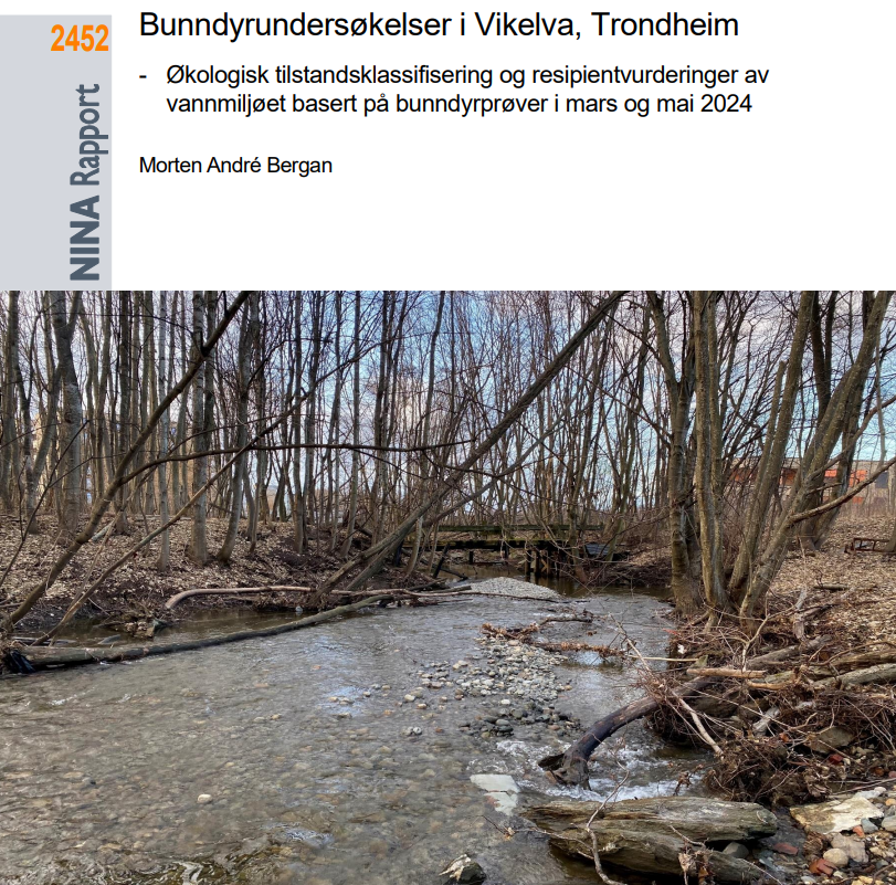 NINAforskning's tweet photo. Ny rapport: Bunndyrundersøkelser i Vikelva, Trondheim. Økologisk tilstandsklassifisering og resipientvurderinger av vannmiljøet basert på bunndyrprøver i mars og mai 2024. #Trondheim #bunndyr #vannforskriften https://t.co/PuuoUrircm https://t.co/7ZF7IDpMy9