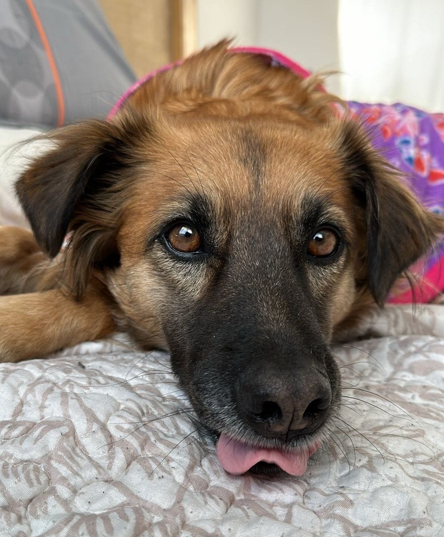 eltuitdemarsh's tweet photo. Lunita, de dos años, en adopción. Tamaño mediano, esterilizada, tiene sus vacunas al día, se lleva bien con perritos y gatitos, es juguetona, cariñosa y muy tierna. Se encuentra en la comuna de Buin. Si deseas darle el hogar que busca y merece, llama al +56946182343. Favor RT! https://t.co/QNmJdlKy8n