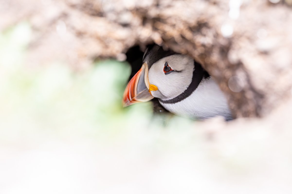 Michael Oliver (@sunderlandsmile) on Twitter photo Lovely day photographing #puffins yesterday on the #farneislands Great to see huge and healthy numbers feeding around the islands from the impressive <a href="/thefarneislands/">Billy Shiel</a> boat trip . <a href="/ThePhotoHour/">#ThePhotoHour</a> Lovely day photographing #puffins yesterday on the #farneislands Great to see huge and healthy numbers feeding around the islands from the impressive <a href="/thefarneislands/">Billy Shiel</a> boat trip . <a href="/ThePhotoHour/">#ThePhotoHour</a>