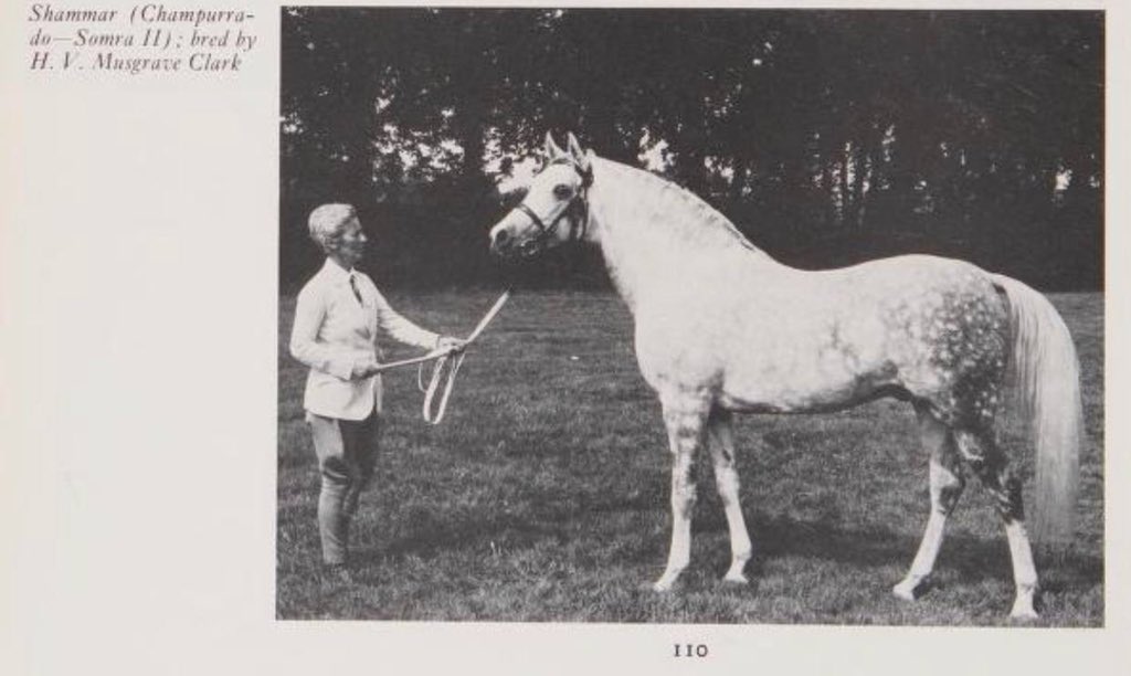 SAiH299's tweet photo. بعض خيول قبيلة شمر الأصيلة

#خيل_شمر  #خيول_شمر #الخيل_العربية https://t.co/e5dle6OvD2