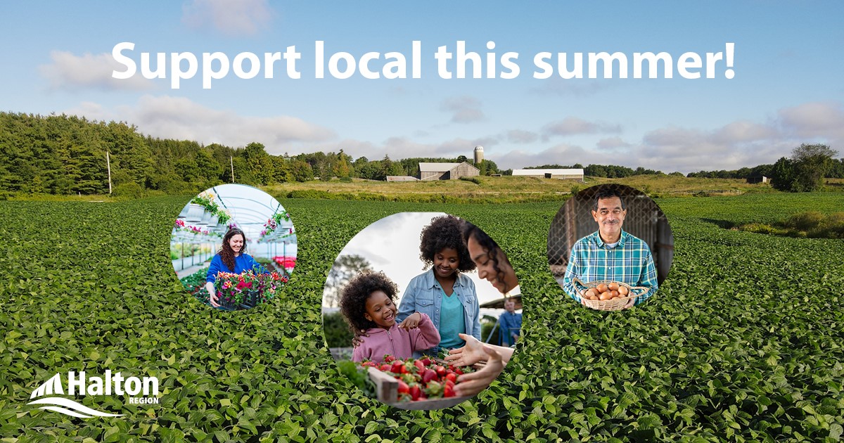 HaltonBusiness's tweet image. Keep it #SimplyLocal this summer! Explore some of the vibrant farms and agri-businesses right here in #HaltonON using our Simply Local map: ow.ly/IUnj50SrPSY
