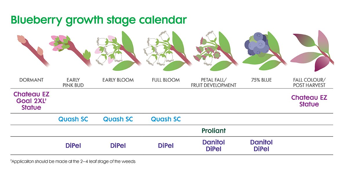 Growers rely on #Quash SC to deliver protection against important fungal diseases including mummy berry, anthracnose ripe rot and phomopsis twig blight and fruit rot. bit.ly/4e1N1rM