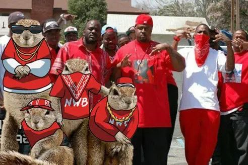 SquirrelGangCTO's tweet photo. @gandalfcryptto GM, we'll be doin a whole lotta $GANG shit https://t.co/2aL2rdQBVe