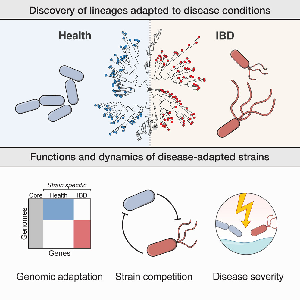 cellhostmicrobe's tweet image. Disease-adapted bacterial lineages in IBD. New work by Smillie lab @harvardmed studies evolution of gut bacteria across thousands of stool metagenomes &amp;amp; discovers hundreds of lineages adapted to inflammatory conditions &amp;amp; predictive of disease severity cell.com/cell-host-micr…
