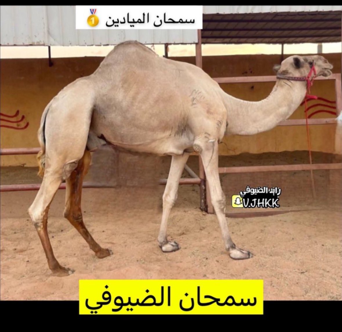 hnn3773's tweet photo. 14نقطه سبق انتاج سمحان الميادين لـ ياسر الضيوفي هاذا الاسبوع :
1-رغد لـ محمد جارالله بن ذروه ميدان الطائف
2-الذهبيه لـ راشد فهد بن جروح ميدان حائل
3-زعفران لـ خالد محمد الضيوفي ميدان الطائف
4-بجده لـ سعود محمد الضيوفي ميدان تبوك
5-الطاير لـ سعود محمد الضيوفي ميدان تبوك
6-سمحه لـ خالد محمد الضيوفي ميدان تبوك
7-سمحان لـ محمد مهل الجهني ميدان العيص
8-شواهين لـ خالد محمد الضيوفي ميدان تبوك
9-مياسه لـ عبدالرحمن فرحان البلوي ميدان تبوك
10-سمحه لـ سعد ناجي بن غنيم ميدان الوجه
11-نوف لـ كريم محمد الضيوفي ميدان تبوك
12-المسك لـ نادر ظاهر البلوي ميدان تبوك
13-سمحان لـ سعود محمد الضيوفي ميدان تبوك
14-نوتا لـ فراج بن دعسان العمراني ميدان تبوك