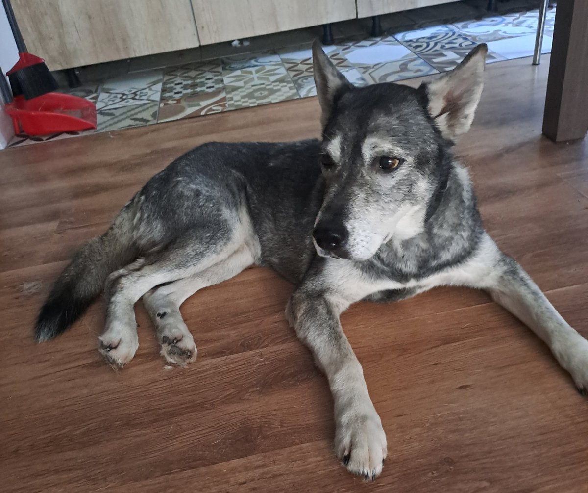 Šajā mājā ir švaki ar pašieguvi. Viens siera gabaliņš un baltmaizes šķēlīte dienā. 
Izeja varbūt ir - braukt ciemos?