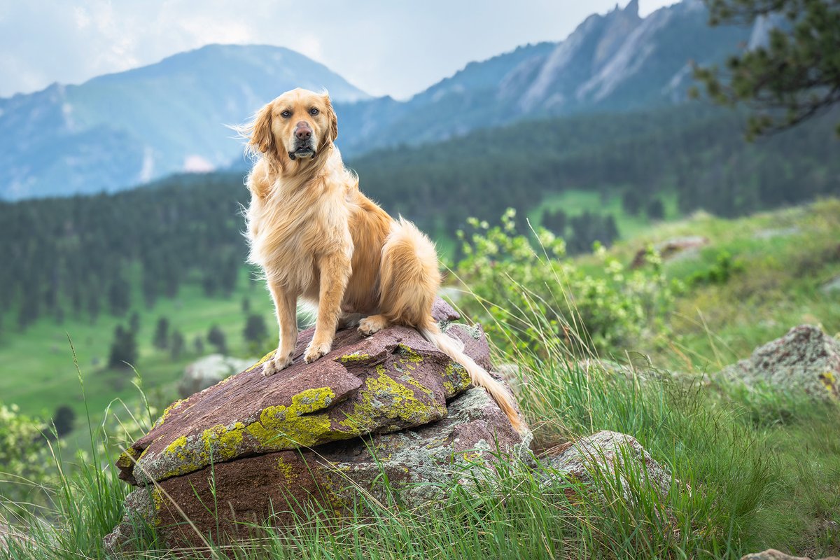 KHoglund_Photo's tweet photo. Summer means wildflowers! Schedule a summer photoshoot, and you'll have gorgeous flowers in your dog's photos. #denverdog #bouldercolorado #denvercolorado #goldenretriever https://t.co/NipVi34ioi