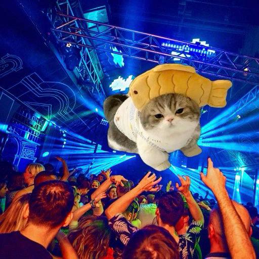 _catfish_sol_'s tweet photo. Everybody on #dex loves $CATFISH 

#solana #meme #catfish #cat #100x https://t.co/P4arnceIwT