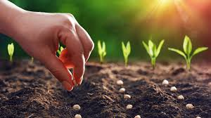 Discover sustainable living with VerityFarm.net! 

We provide fresh, organic produce straight from our farm to your table. Visit our site to learn more and join our community!

 #OrganicFarming #VerityFarm