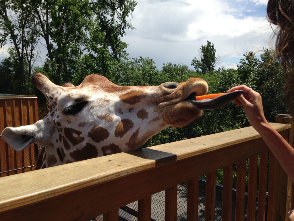 NYSadventures's tweet photo. I love the Wild Animal Park because there are so many opportunities for guest to interact with the animals. Learn more about visiting: 𝙇𝙚𝙖𝙧𝙣 𝙢𝙤𝙧𝙚 𝙖𝙗𝙤𝙪𝙩 𝙫𝙞𝙨𝙞𝙩𝙞𝙣𝙜 𝙝𝙚𝙧𝙚: https://t.co/dJc60IXJ1e https://t.co/RSTNB7REDG