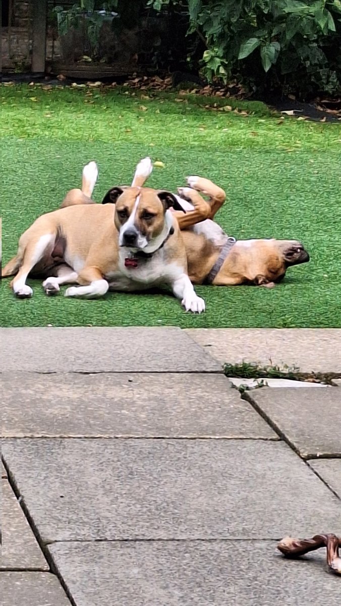 Ronnie Rose, Georgie & 🌈MaggieDaAngelHarris tweet media