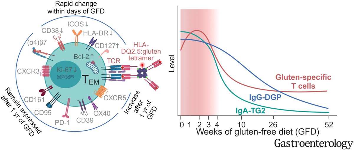 AGA_Gastro's tweet photo. ✨ New study shows gluten-specific T cells undergo rapid changes upon gluten withdrawal. This research has implications for new clinical trials for #CeliacDisease.

🔗https://t.co/2pHHC8s5c4
🖋️ @LouiseFRisnes @ChristophAsb https://t.co/IrIGySsngJ