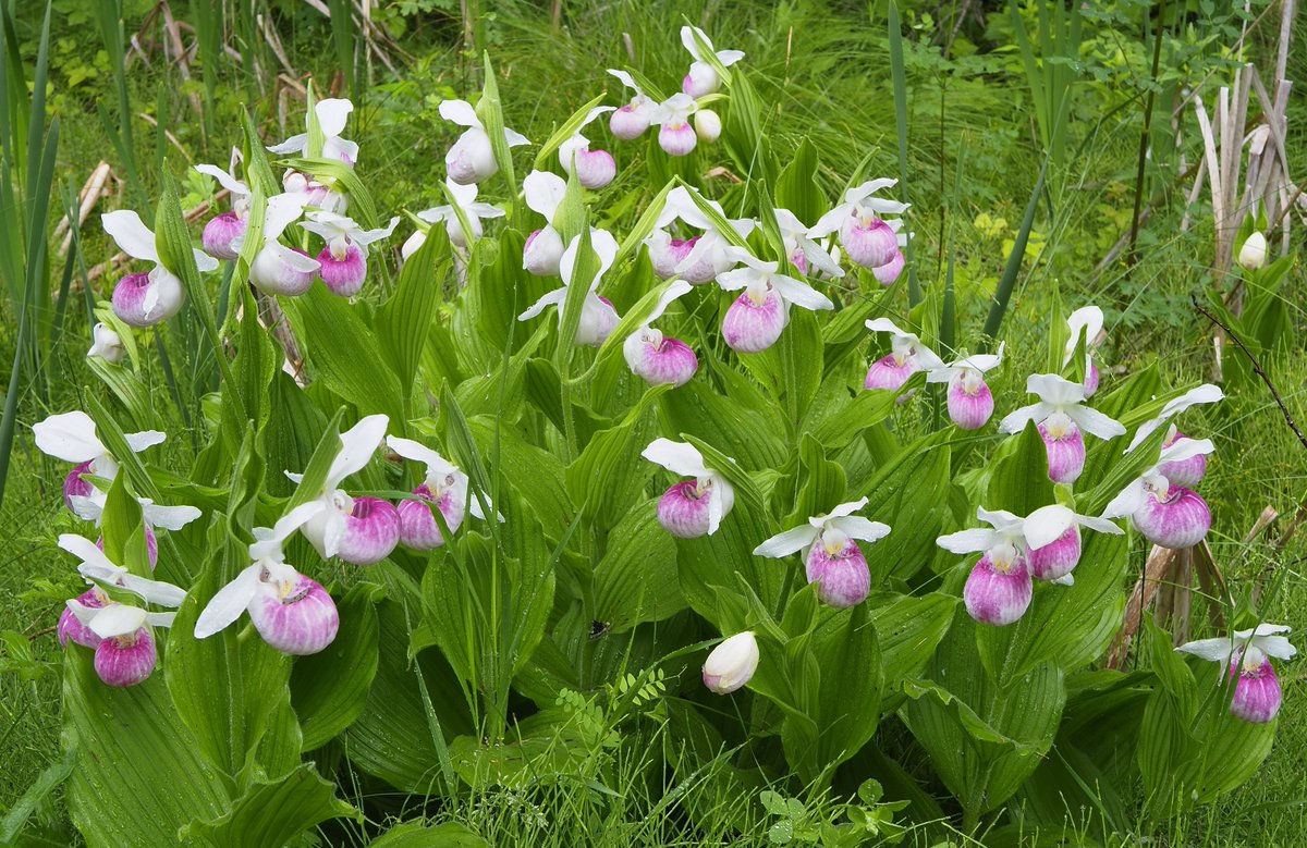 A spectacular clump of showy lady's-slippers! Minnesota orchid expert Welby Smith notes that large clumps such as this can be well over a hundred years old...