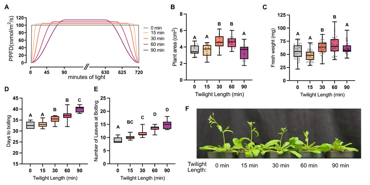 Mehta Lab (@themehtalab) on Twitter photo In conventional #plantsci research, plants are often grown in controlled conditions where the lights are just switched on-off at the start and end of day. This is not how day-night transitions work in nature! Do plants care? Turns out, they really do! In conventional #plantsci research, plants are often grown in controlled conditions where the lights are just switched on-off at the start and end of day. This is not how day-night transitions work in nature! Do plants care? Turns out, they really do!