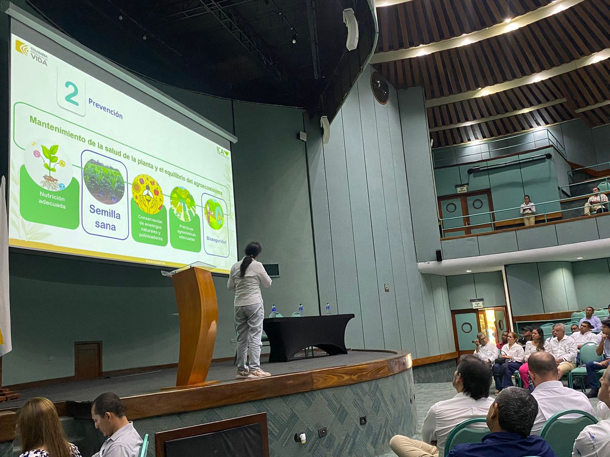 CenipalmaOrg's tweet photo. En Santa Marta, llevamos a cabo el Mega Foro "Híbridos Interespecíficos OxG: Futuro de la Palmicultura". Junto con @ICACOLOMBIA, @Finagro y productores de la #ZonaNorte, discutimos los avances en investigación sobre esta importante alternativa para las regiones afectadas por la pudrición del cogollo en palma de aceite.