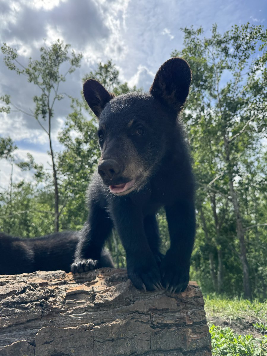 Discovery Wildlife tweet media