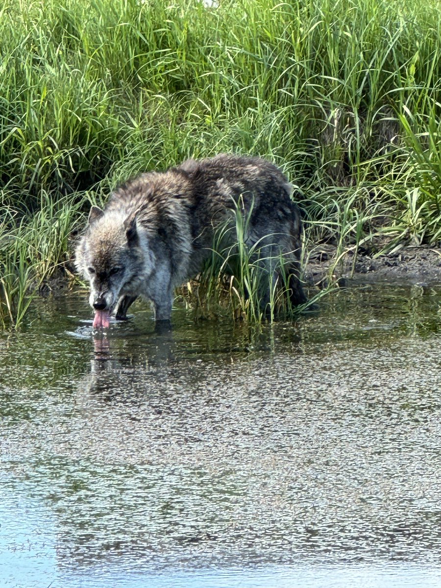 Discovery Wildlife tweet media