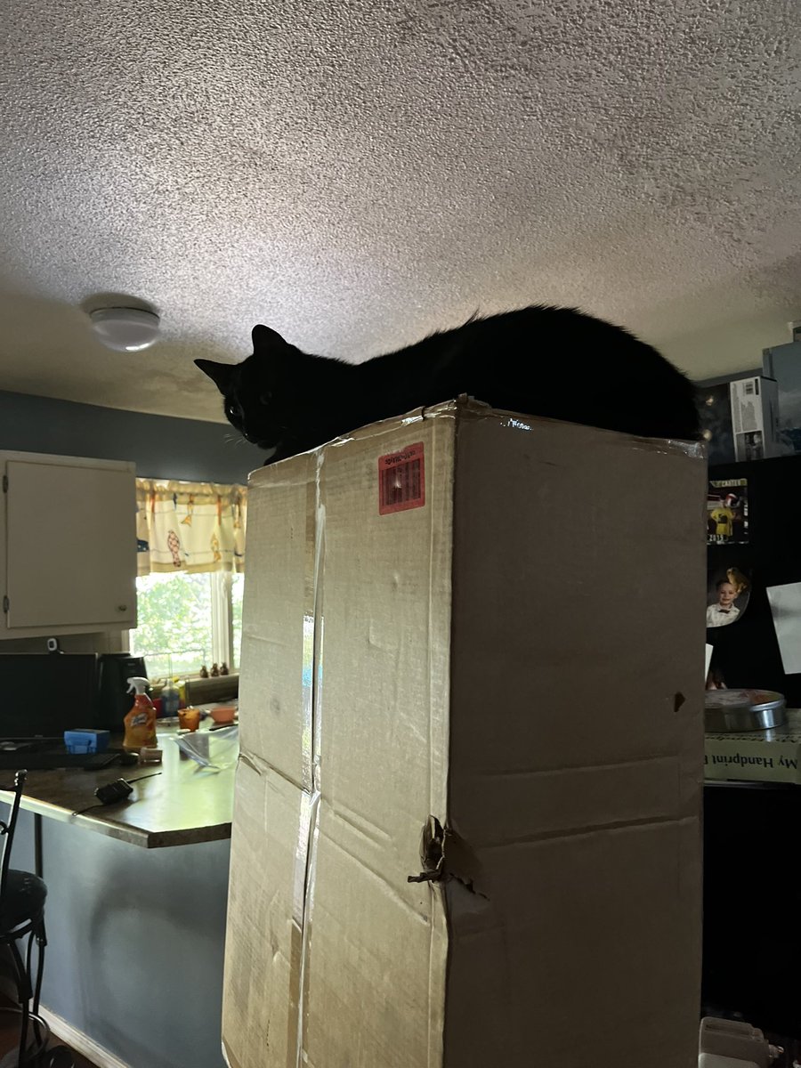 Cat still approves