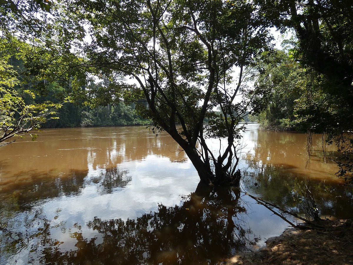 IvoireTourisme's tweet photo. Le fleuve #Cavally est un cours d'eau qui coule en Guinée, au Liberia et en #CôtedIvoire. C'est aussi le nom de l'une des 31 régions du pays regroupant les villes de #Guiglo, #Taï, #Toulepleu et #Bloléquin.
Il a une longueur de 515 km.      
@ Wikipedia https://t.co/FHUyeI24gF