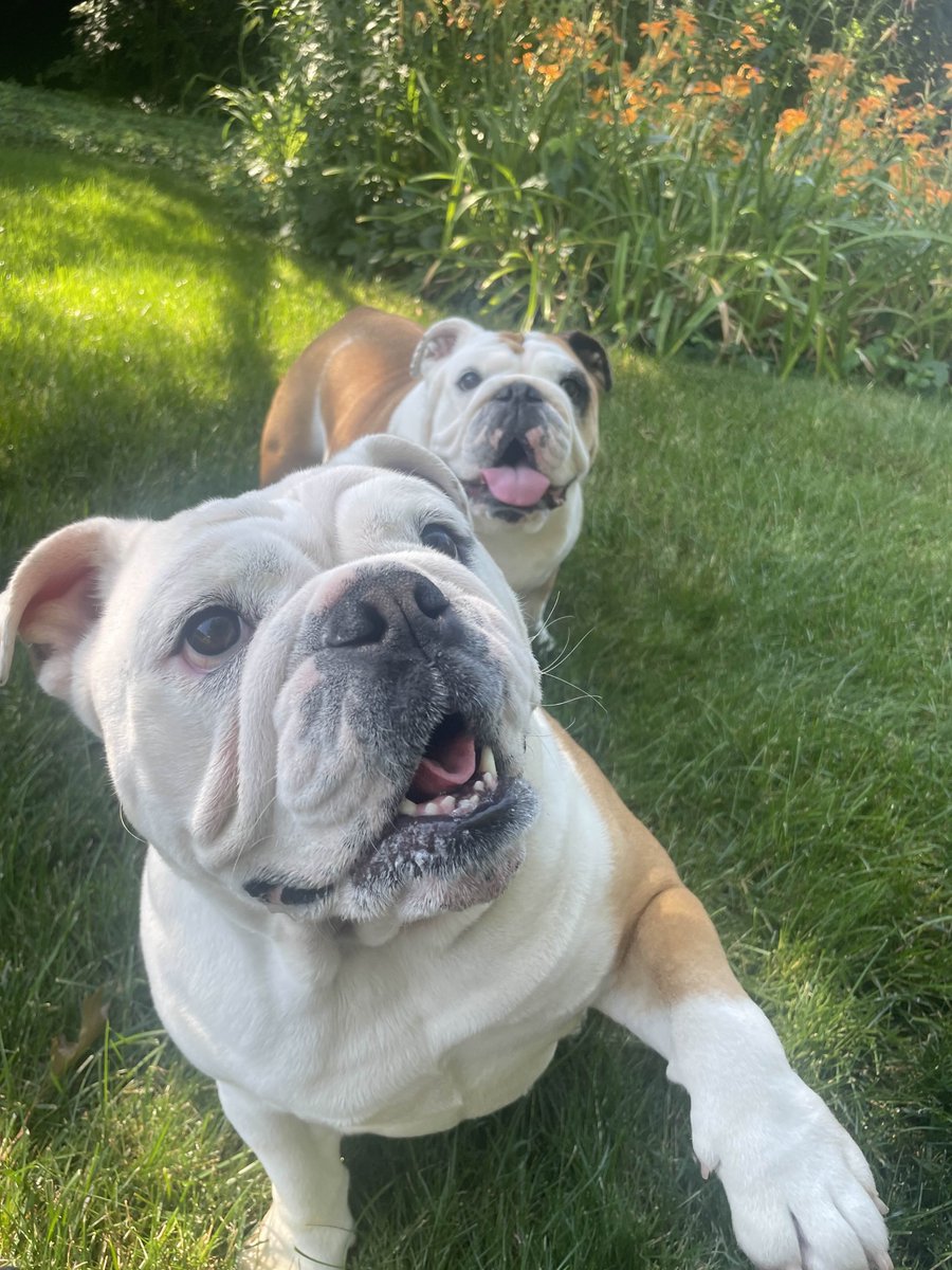 Lola and Dolce enjoying some relaxing time by the flowers 🌺 🌸🪻