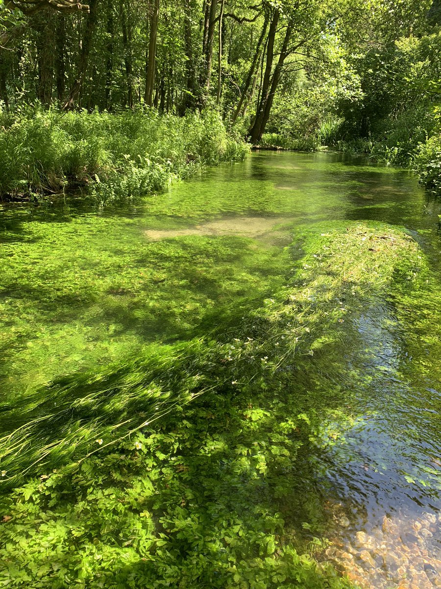 The only candidate who can be trusted to look after our precious Chalk Streams North West Norfolk needs a MP dedicated to his constituency