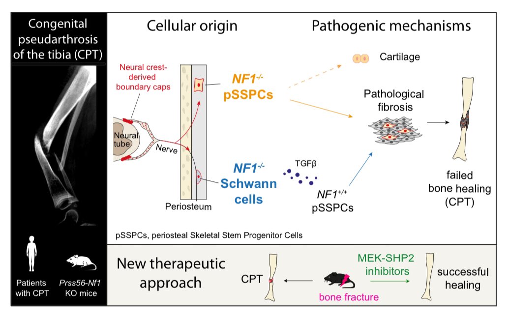 ColnotLab tweet media