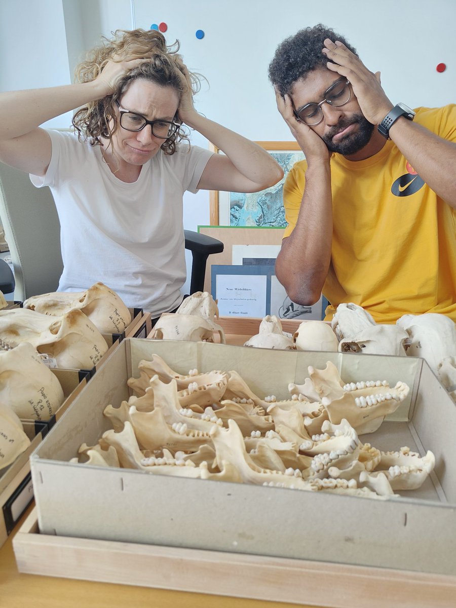 Albert Epitíe Dyowe Roig (@epitie96) on Twitter photo When you think you're almost done and they bring out another box full of samples...😱😱
<a href="/paleobaboon/">PaleoBaboon Research Project</a>
<a href="/lauranthropus/">Laura M Martínez</a> When you think you're almost done and they bring out another box full of samples...😱😱
<a href="/paleobaboon/">PaleoBaboon Research Project</a>
<a href="/lauranthropus/">Laura M Martínez</a>
