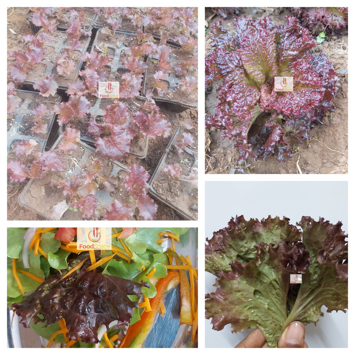Beautiful red lettuce seedlings K3,000 per tray of 6. 0887 34 19 61 Area 47 sector 4
