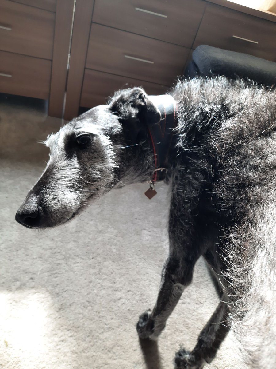 FreakGlitcha's tweet photo. Rest in peace, Jess; the friendliest dog I've ever known. ❤️❤️❤️ https://t.co/CaeeAQR1we