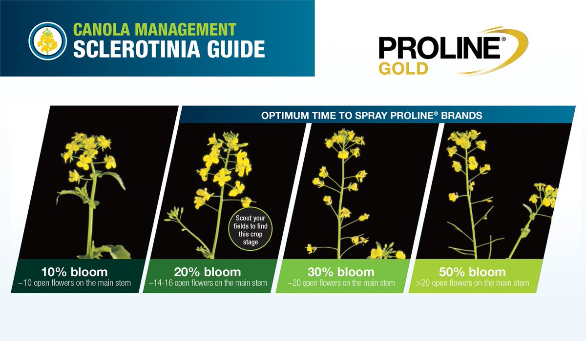 Bayer4CropsCA's tweet image. Protect those petals 🌼 

Before applying sclerotinia fungicide, check if your crop is at optimal bloom timing.

Here&apos;s the optimum time to spray #Proline or #ProlineGOLD fungicide on your canola 👇 

More info here: bit.ly/3W4zZDa