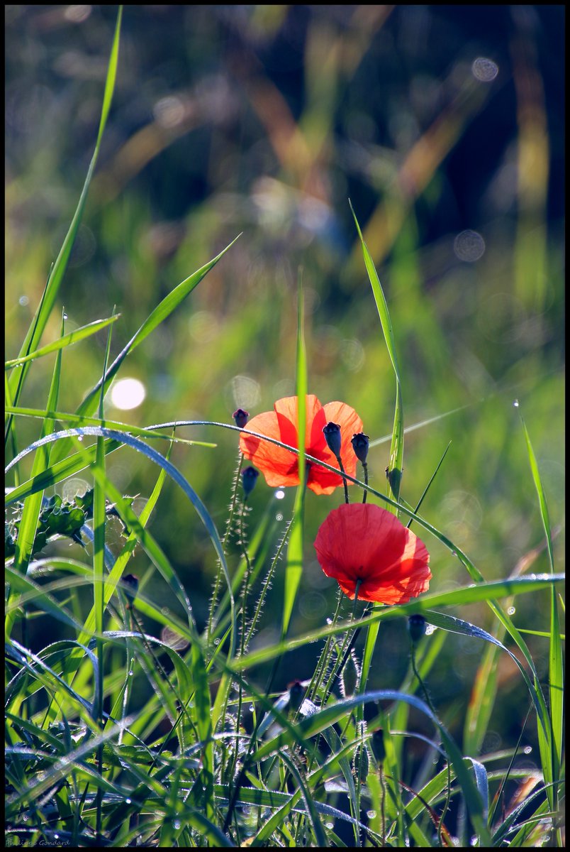 PhilGondard's tweet image. Sarthe Coquelicots #Piacé #Sarthe #laSarthe #sarthetourisme #labellesarthe #labelsarthe #Maine #paysdelaloire #paysage #nature #campagne #rural #ruralité #gondard #route #road #OnTheRoadAgain #graphique #coquelicot #fleurs #rouge