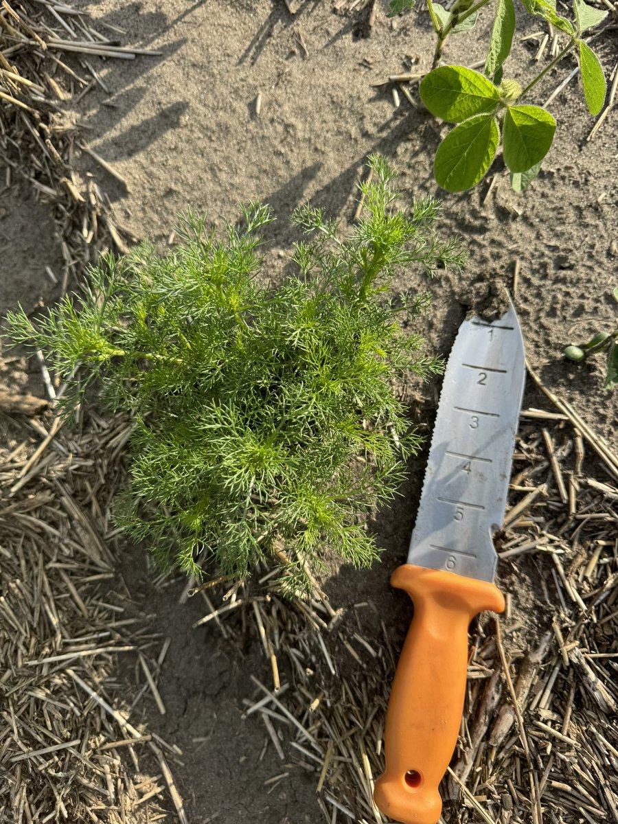 Interesting find today. False camomile can be pretty tough weed.
