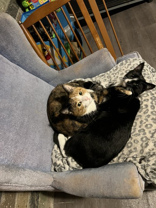 Ok guys reimburse opportunity!  I had to rush my cat to the vet this morning she&rsquo;s currently still there