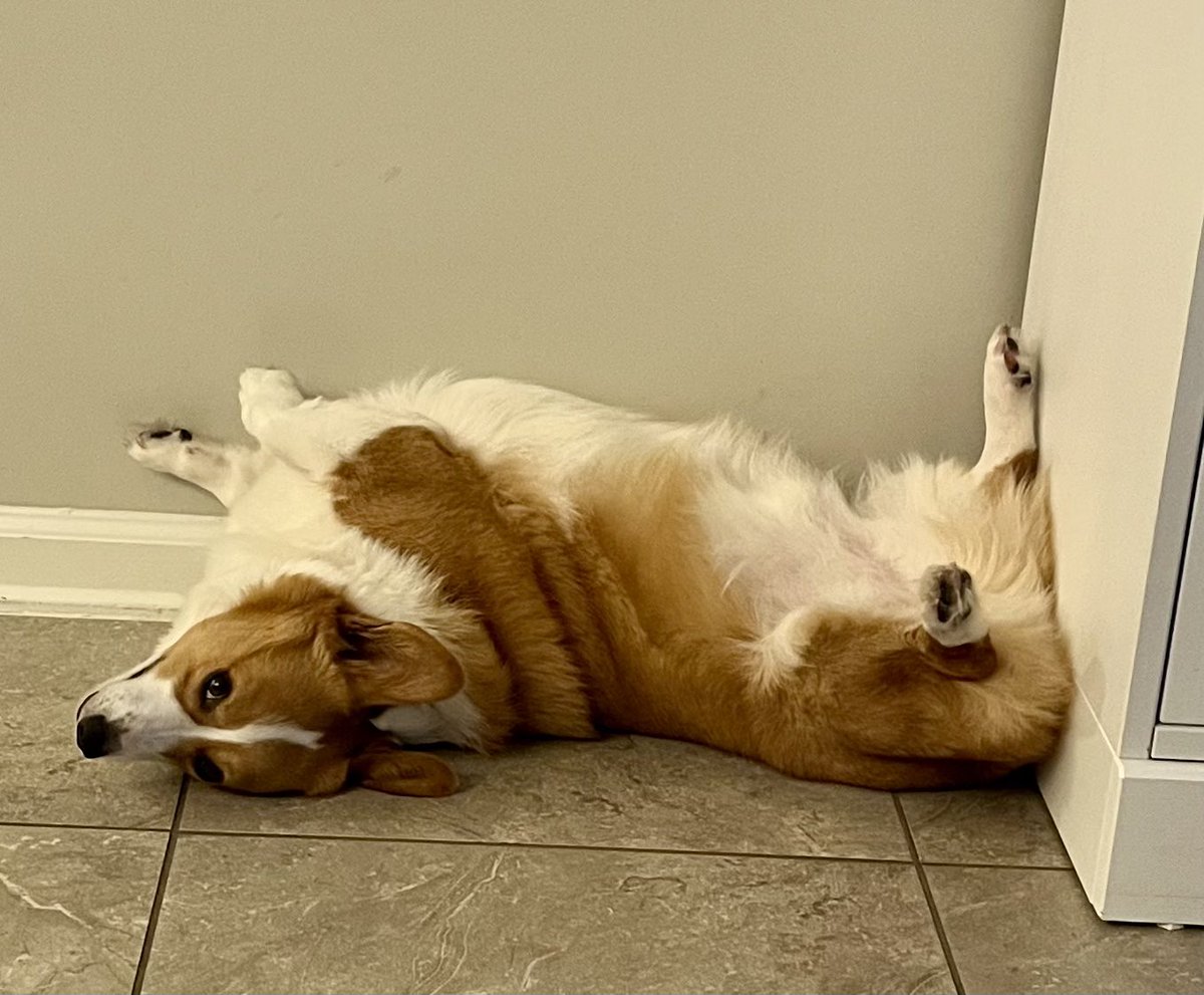 lewlore's tweet photo. @MandyMatney Who’s training who? 😂  he knows what he’s doing, exactly like broken Sammy does.  Why sit for 1 treat when you can get 3?! https://t.co/ygBUJjpPsp