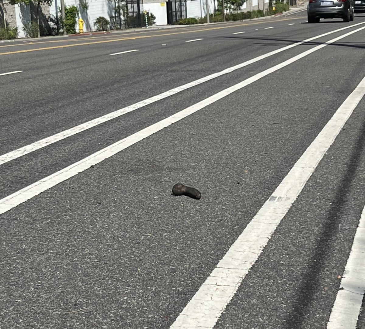 'Almost tripped on a d*ck' was not something I expected to say one day