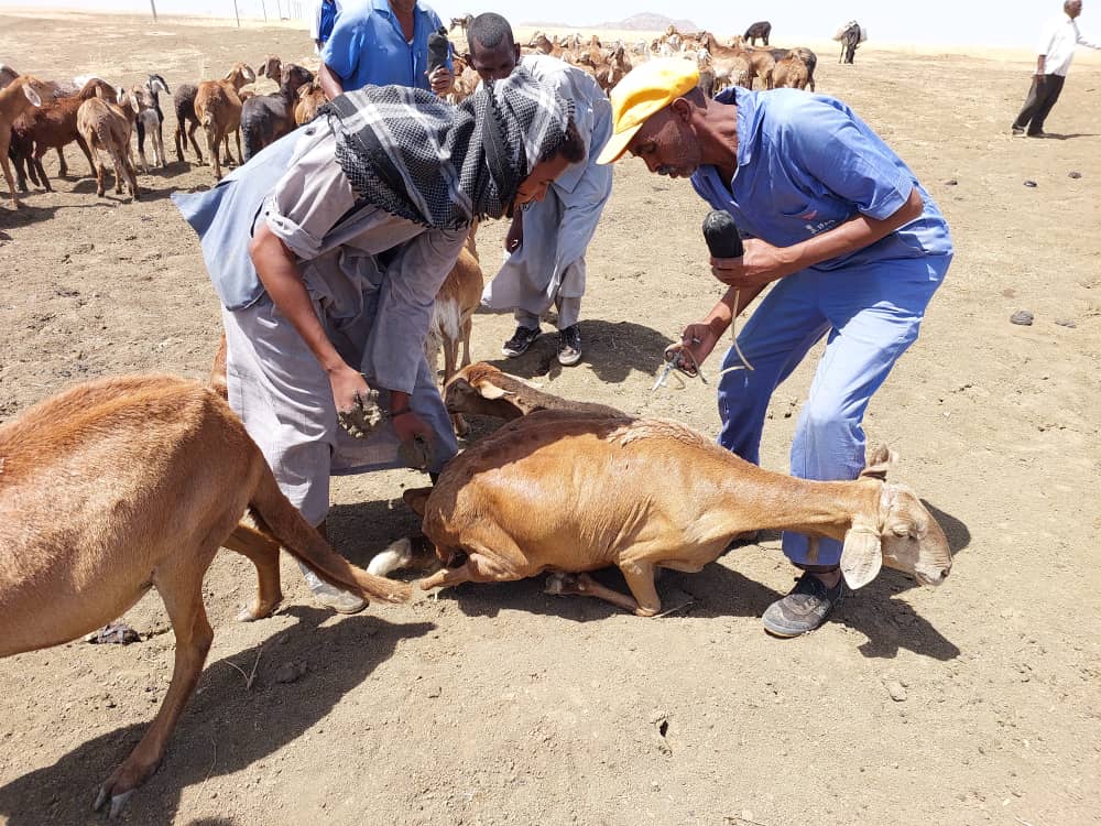 CIMMYT's tweet photo. Even in conflict areas in #Sudan, animals stay healthy thanks to @USAID's #SASAS program training locals to vaccinate livestock!🌍 This means:
1. Healthy animal
2. More food and income
3. Brighter future and strong communities!
Read more👉 https://t.co/qDFZlFByw6 https://t.co/aG2IZVoa0r