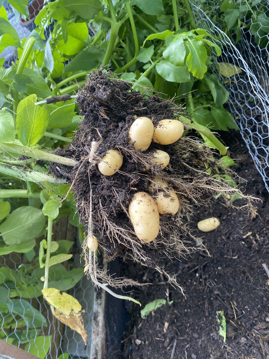 First harvest of the year, new potatoes 🥔