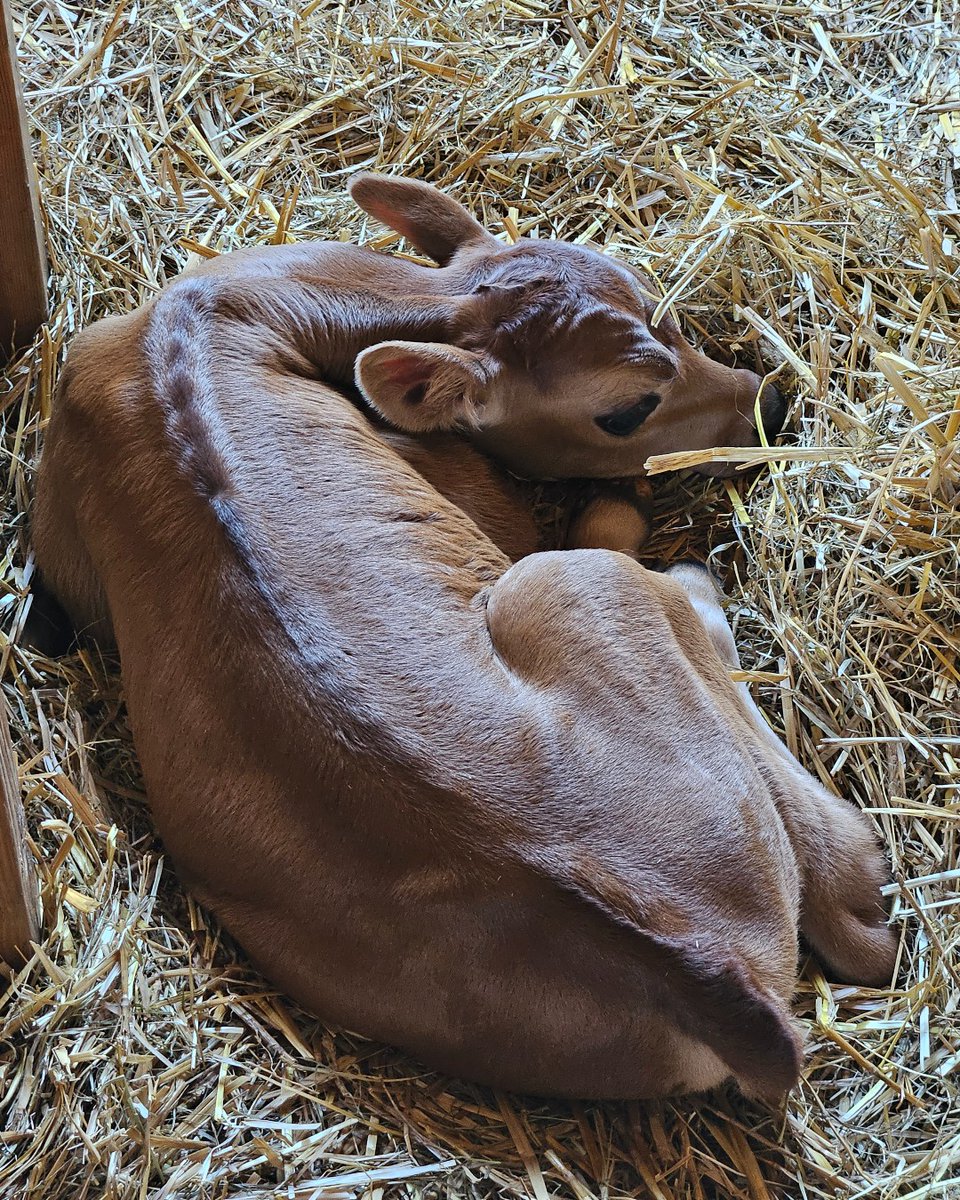 It's a boy! Our Jersey cow Nutmeg gave birth to an adorable calf yesterday afternoon. What do you suggest we name him?