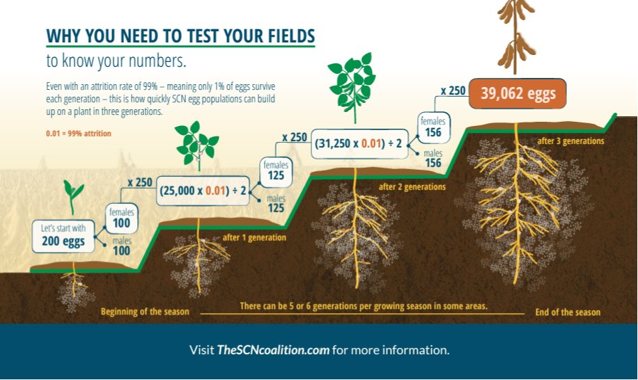 Any #SCN level detected in a #soybean field requires action because populations can increase quickly—and even low numbers can cause #yield loss.

Explore active SCN management advice and resources from experts: bit.ly/3NgZzje.