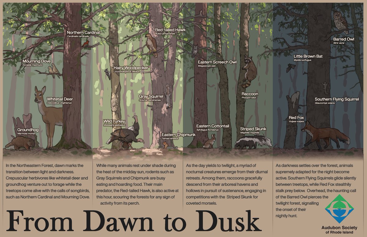 dhruvfranklin's tweet image. Poster made for the Audubon Society highlighting the changes of animal activity throughout the day in the Northeastern forests. No paleofauna here (though I would love to do this for a fossil formation👀)