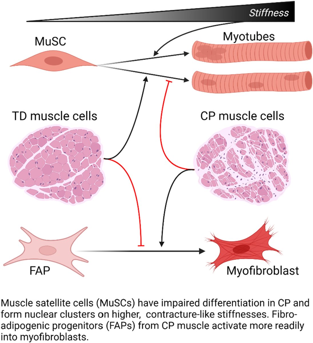 <a href="/Taryn_Loomis/">Taryn</a> has shown that muscle stem cells and fibroblasts/FAPs in muscle from children with cerebral palsy promote fibrosis and impair regeneration while responding to the stiffness of contracture.  <a href="/UCDavisBMEGG/">UC Davis Biomedical Engineering Graduate Group</a> @kentleach5 <a href="/ShrinersNorCA/">Shriners Children's Northern California</a>  doi.org/10.1111/dmcn.1…